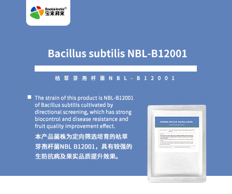 Bacillus subtilis NBL-B12001